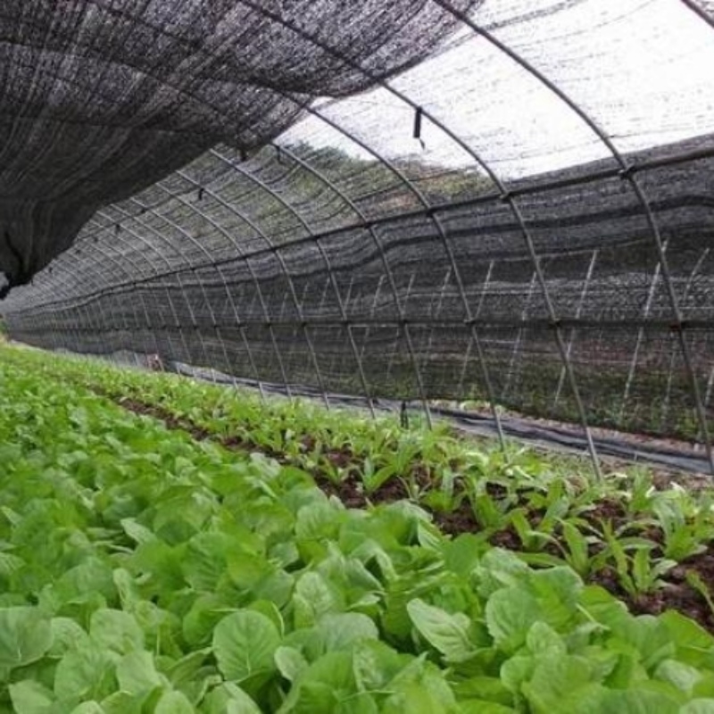 „Shade Net“ naudojimas rudenį ir žiemą