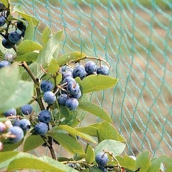 Tinklas nuo paukščių apsaugos